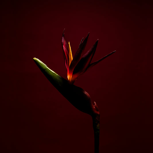 Strelitzia in Ombra - 70x70 cm
