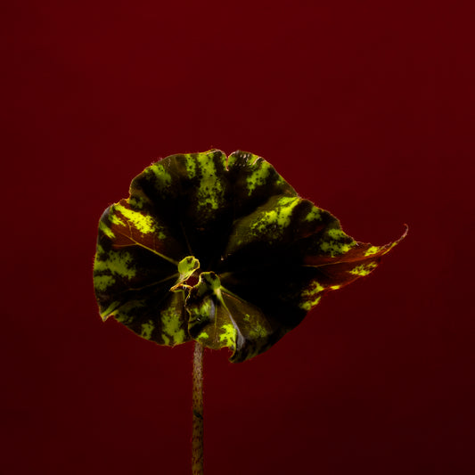 Begonia - 70x70 cm